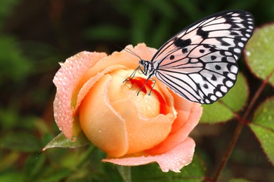 Image of Beautiful rose with morning dew and butterfly in garden, closeup view