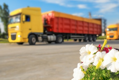 Beautiful flowers and blurred view of trucks on background. Space for text