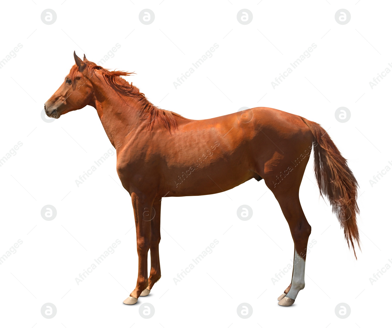 Image of Chestnut horse standing on white background. Beautiful pet  