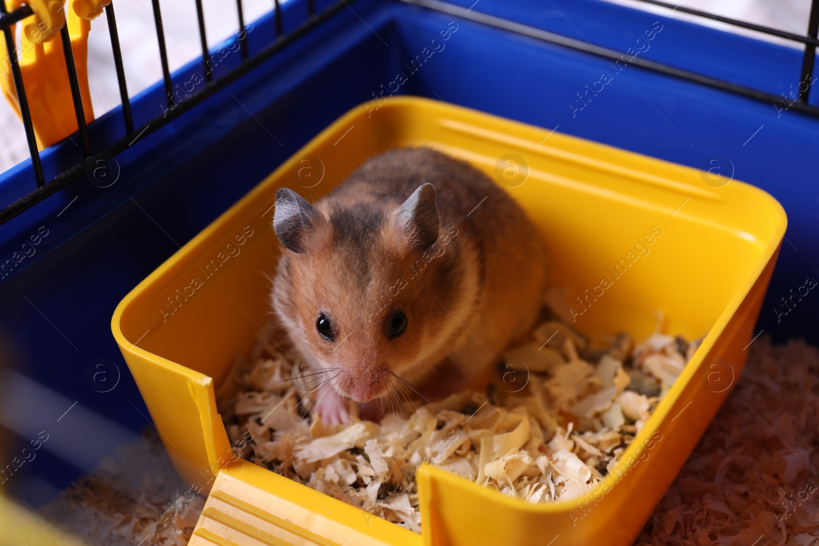 Photo of Cute little fluffy hamster eating in cage