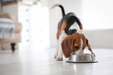 Photo of Cute Beagle puppy eating at home. Adorable pet