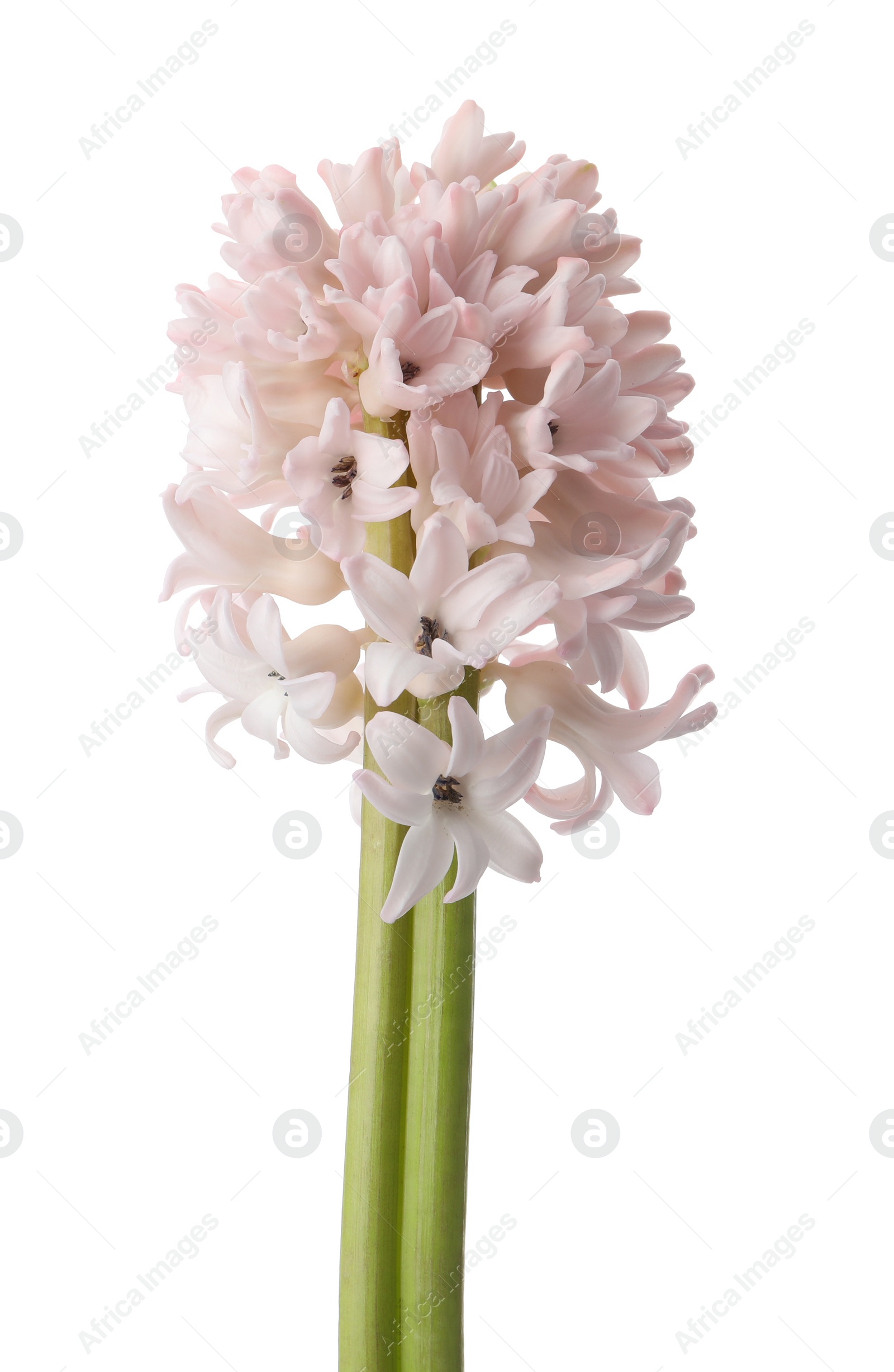 Photo of Beautiful pink hyacinth isolated on white. Spring flower