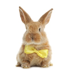 Photo of Adorable furry Easter bunny with cute bow tie on white background