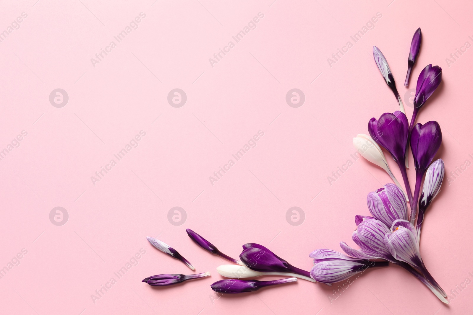 Photo of Frame made of spring crocus flowers on color background, flat lay with space for text