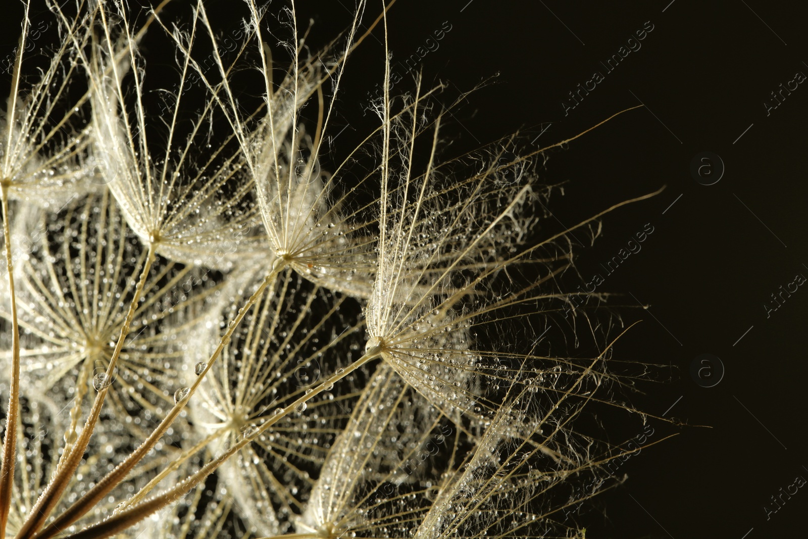 Photo of Dandelion seeds with dew drops on black background, close up