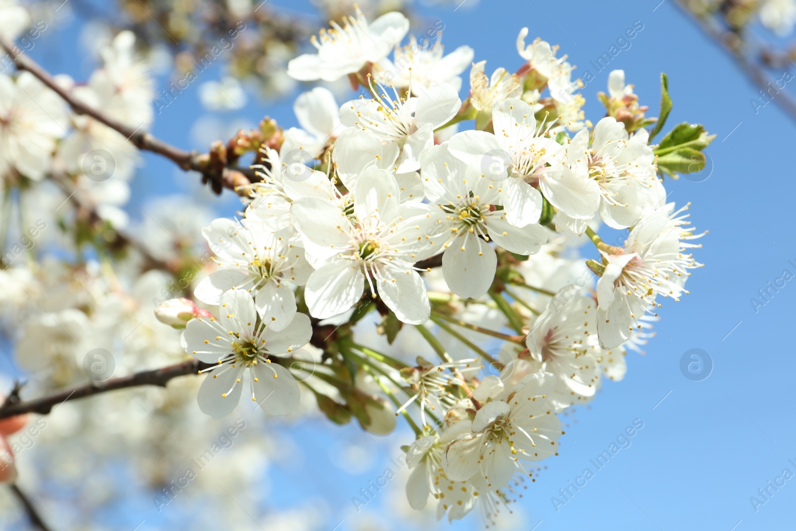 Photo of Closeup view of cherry tree with beautiful blossom outdoors