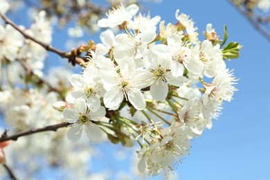 Photo of Closeup view of cherry tree with beautiful blossom outdoors