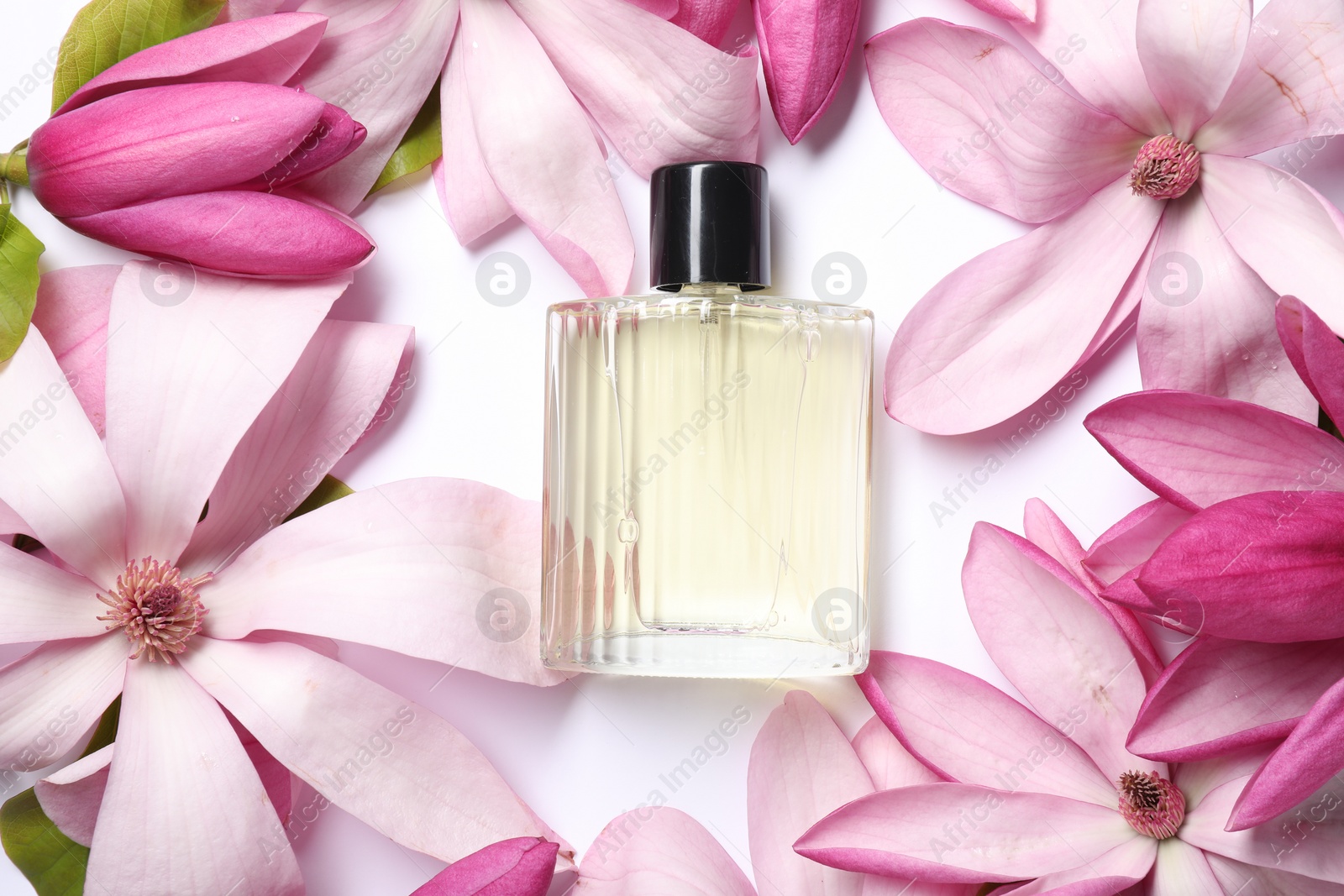 Photo of Beautiful pink magnolia flowers and bottle of perfume on white background, flat lay