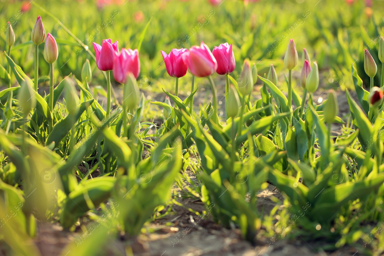 Photo of Field with fresh beautiful tulips. Blooming spring flowers