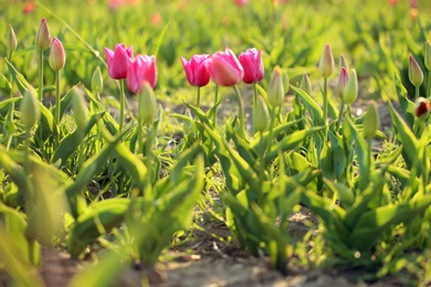 Field with fresh beautiful tulips. Blooming spring flowers