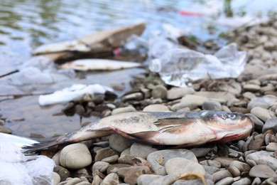 Photo of Dead fish among trash on stones near river. Environmental pollution concept