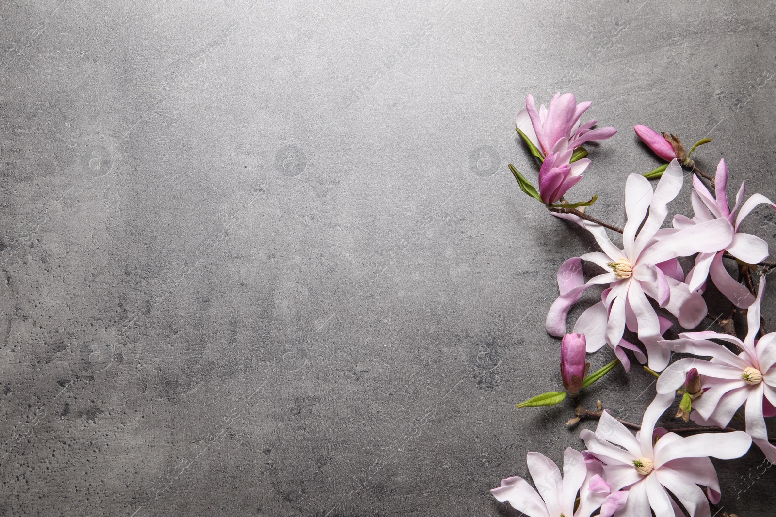 Photo of Magnolia tree branches with beautiful flowers on grey table, flat lay. Space for text