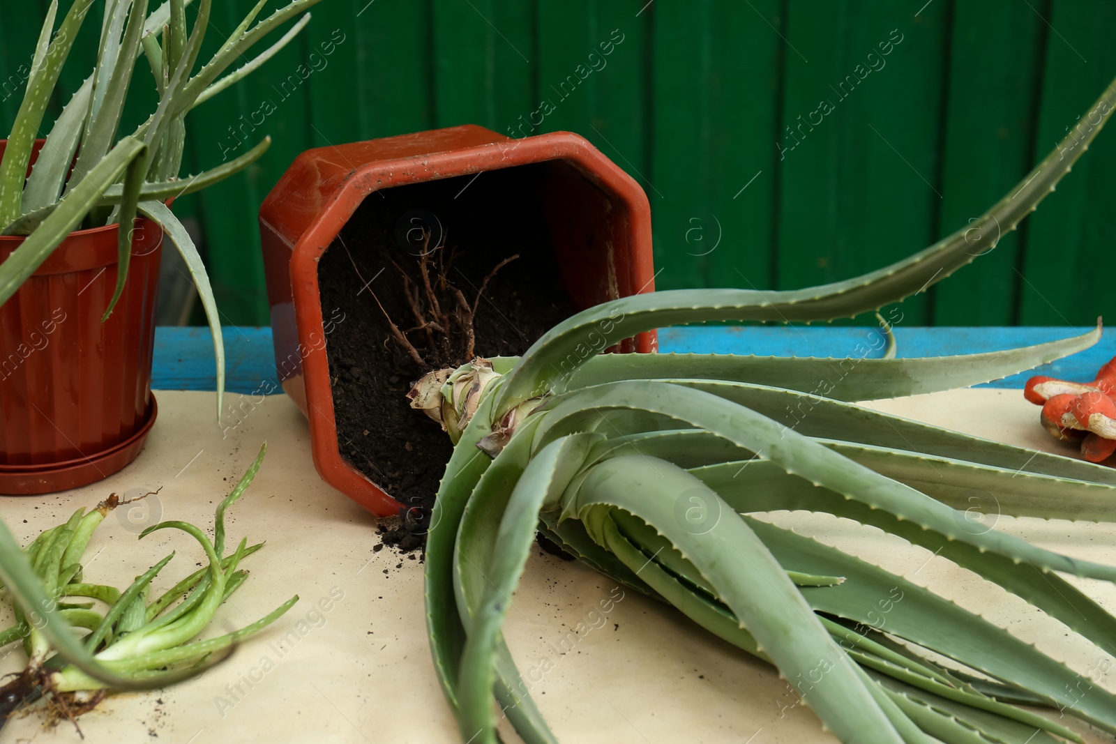 Photo of Flowerpots with aloe vera plants on table outdoors