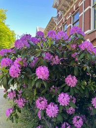 Beautiful Rhododendron shrub with violet flowers growing outdoors