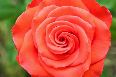 Beautiful blooming rose in garden on summer day, closeup