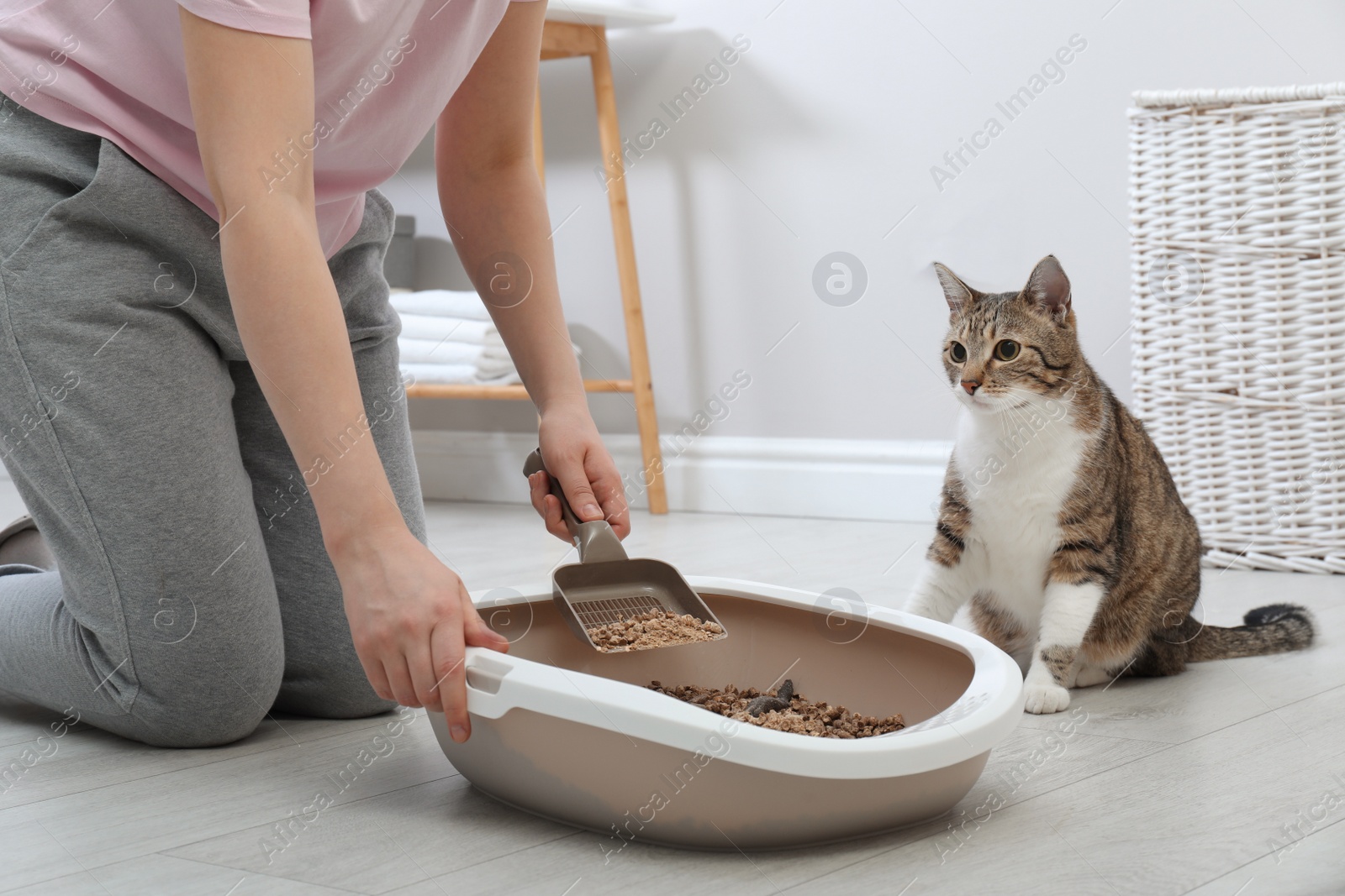 Photo of Woman cleaning cat litter tray at home, closeup