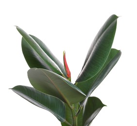 Photo of Ficus elastica plant with fresh green leaves on white background