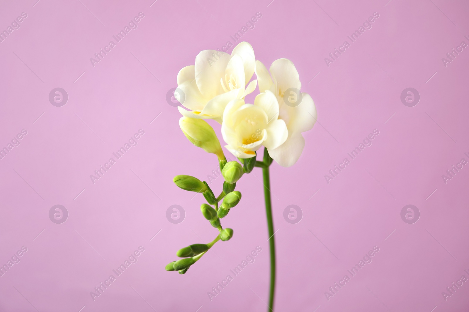 Photo of Beautiful freesia with fragrant flowers on color background