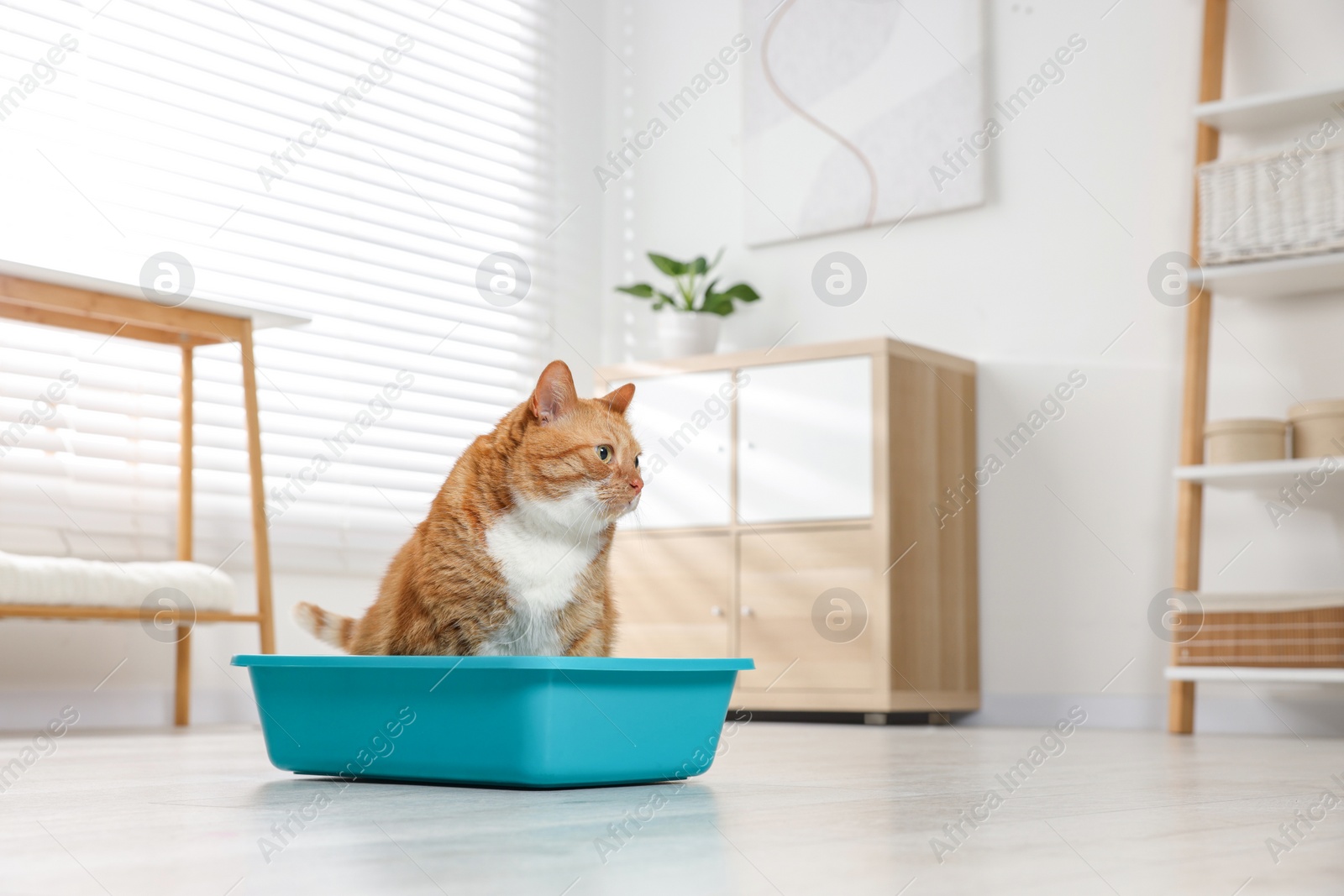 Photo of Cute ginger cat in litter tray at home. Space for text