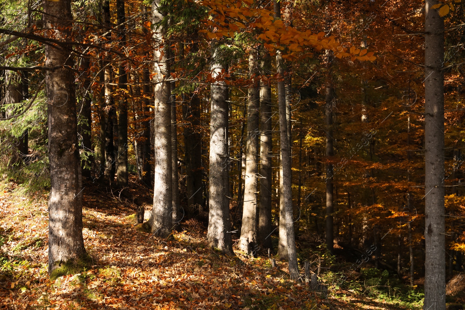 Photo of Beautiful trees with colorful leaves in autumn forest