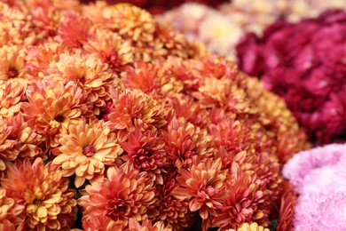 Photo of Closeup view of beautiful orange Chrysanthemum flowers