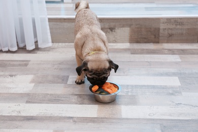 Photo of Cute little pug eating organic food from bowl at home