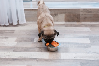 Cute little pug eating organic food from bowl at home