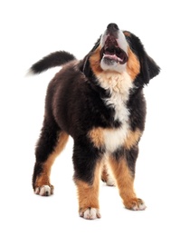 Photo of Adorable Bernese Mountain Dog puppy on white background