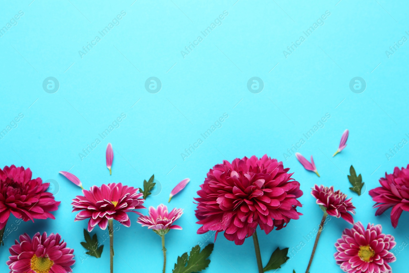 Photo of Beautiful chrysanthemum flowers on light blue background, flat lay. Space for text