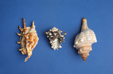 Different beautiful sea shells on blue background, flat lay