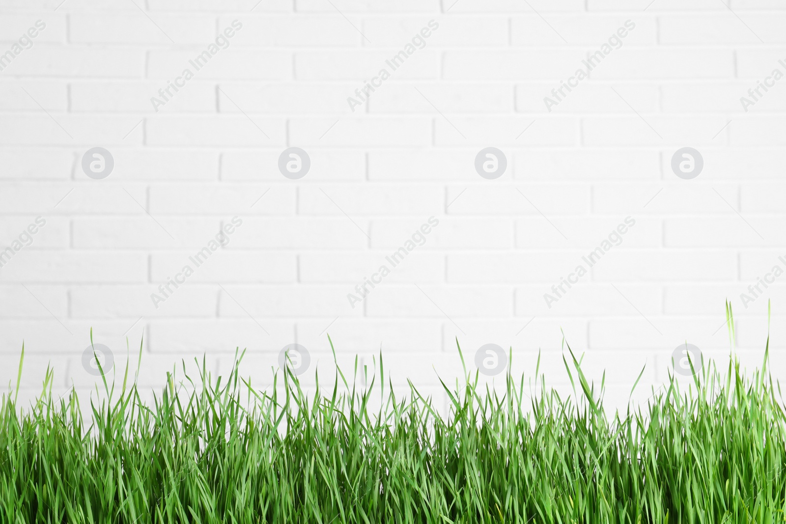 Photo of Fresh green grass near brick fence. Space for text