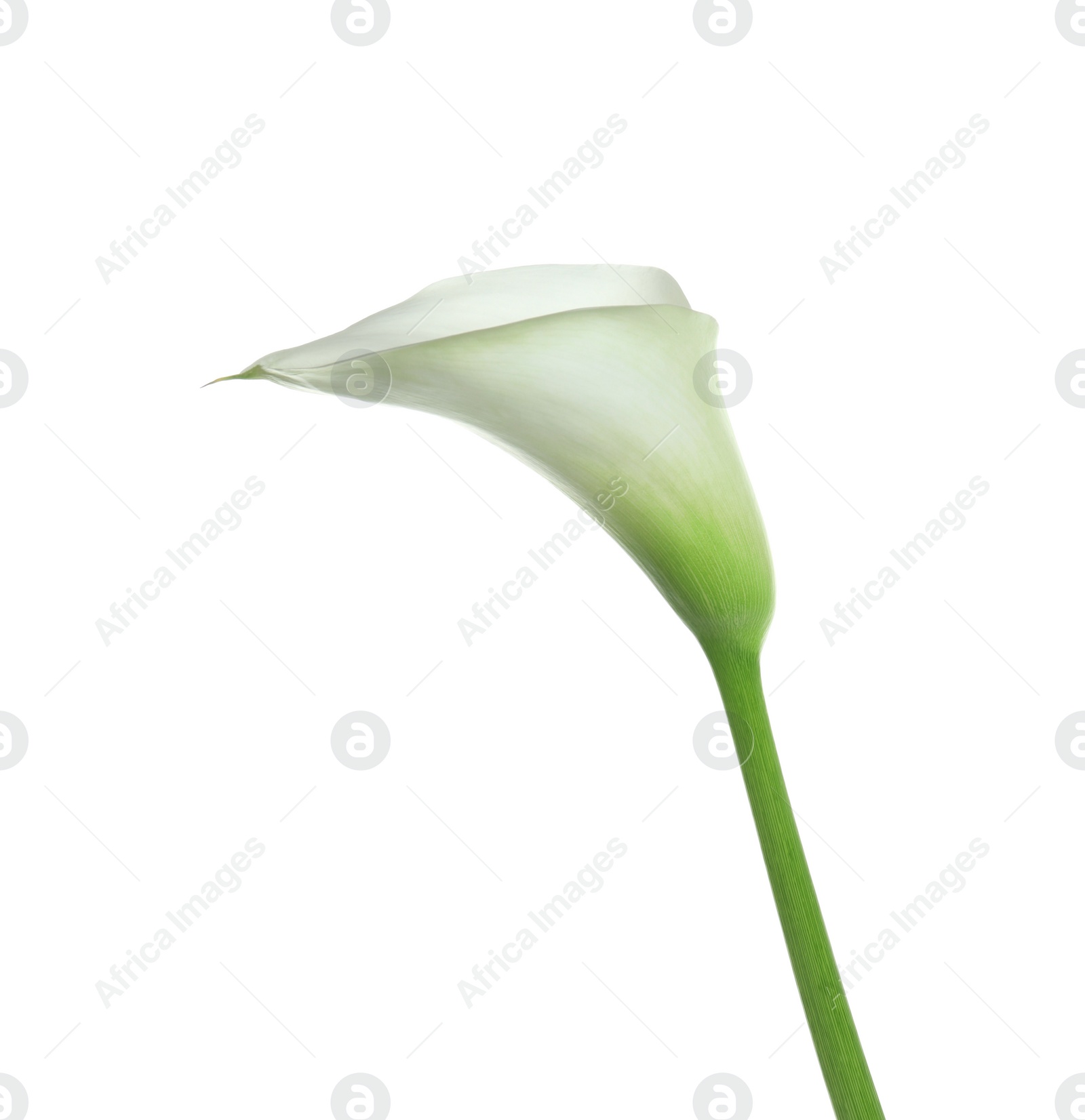 Photo of Beautiful calla lily flower isolated on white