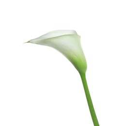 Photo of Beautiful calla lily flower isolated on white