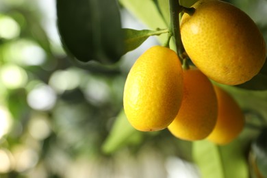 Photo of Kumquat tree with ripening fruits outdoors, closeup. Space for text