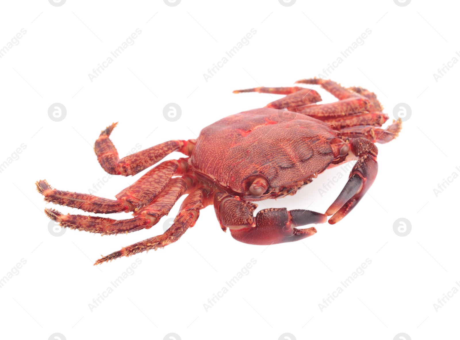 Photo of One delicious boiled crab isolated on white