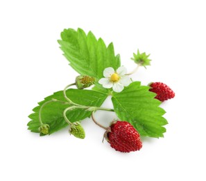 Stem of wild strawberry with berries, green leaves and flower isolated on white