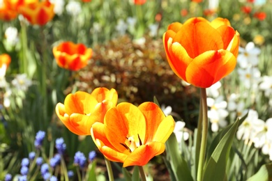 Photo of Beautiful blossoming tulips on sunny spring day outdoors