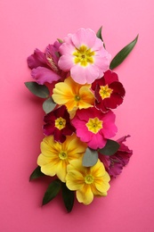 Photo of Primrose Primula Vulgaris flowers on pink background, top view. Spring season