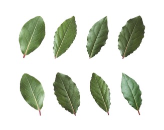 Image of Collage with fresh bay leaves on white background