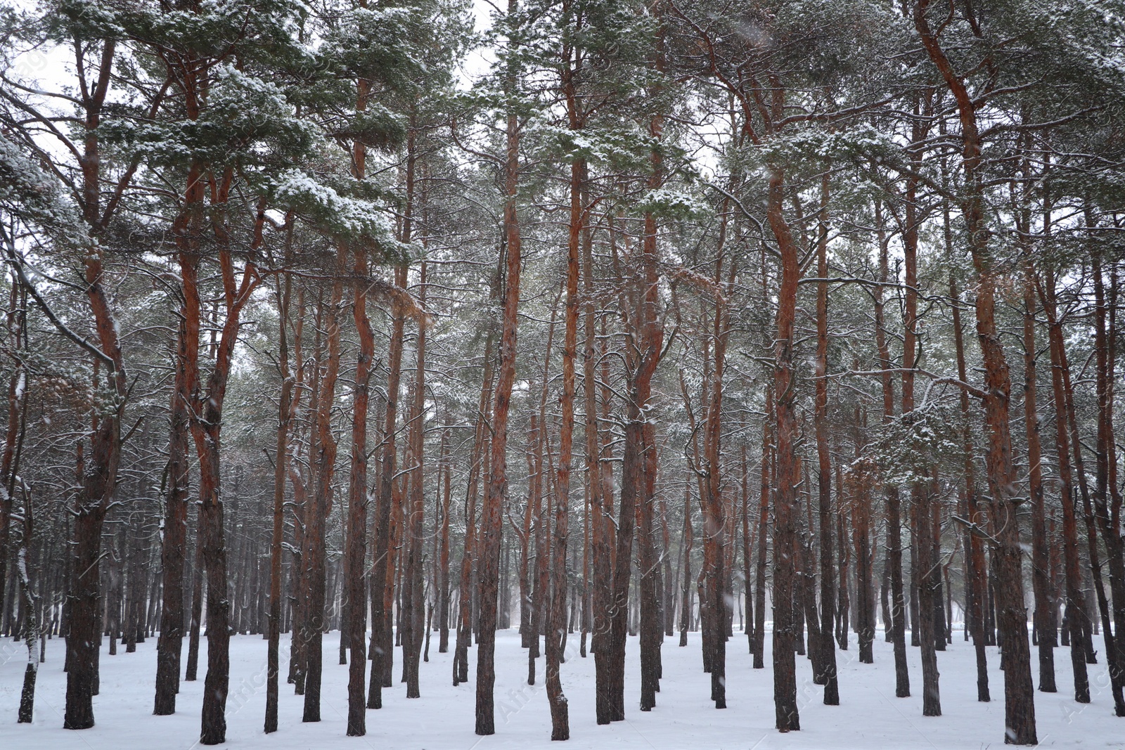 Photo of Picturesque view of beautiful forest covered with snow