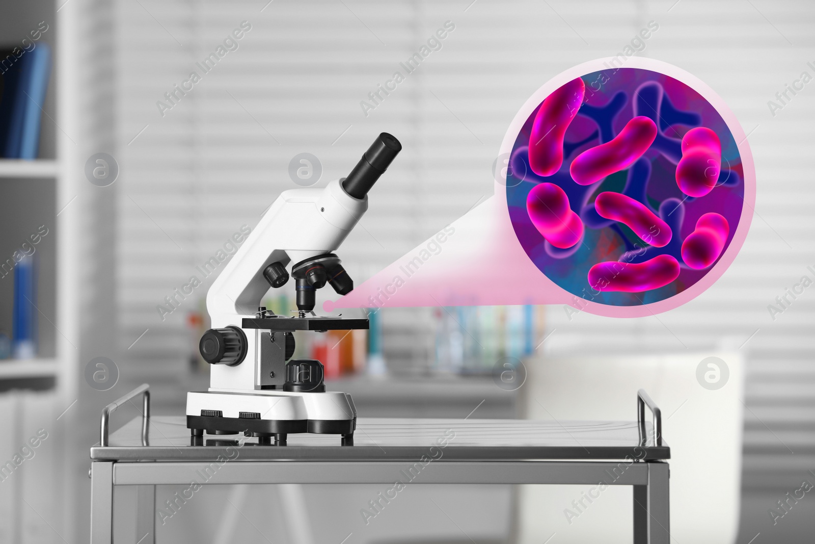 Image of Examination of sample with bacteria under microscope in laboratory