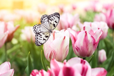 Image of Beautiful butterfly and blossoming tulips outdoors on sunny spring day