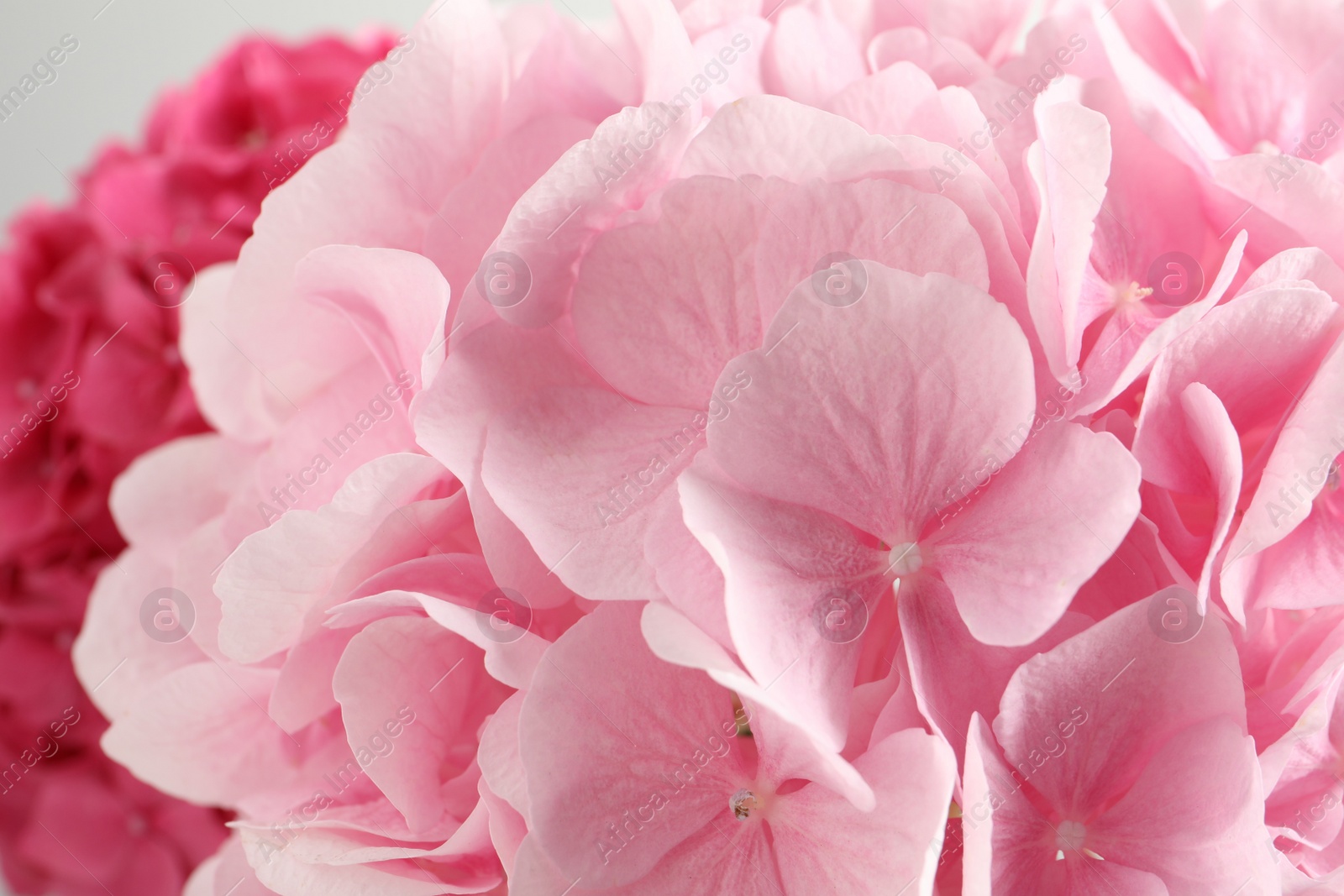 Photo of Beautiful pink hortensia flowers as background, closeup