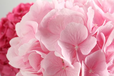 Beautiful pink hortensia flowers as background, closeup