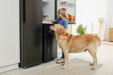 Photo of Little boy and cute Labrador Retriever seeking for food in refrigerator at home