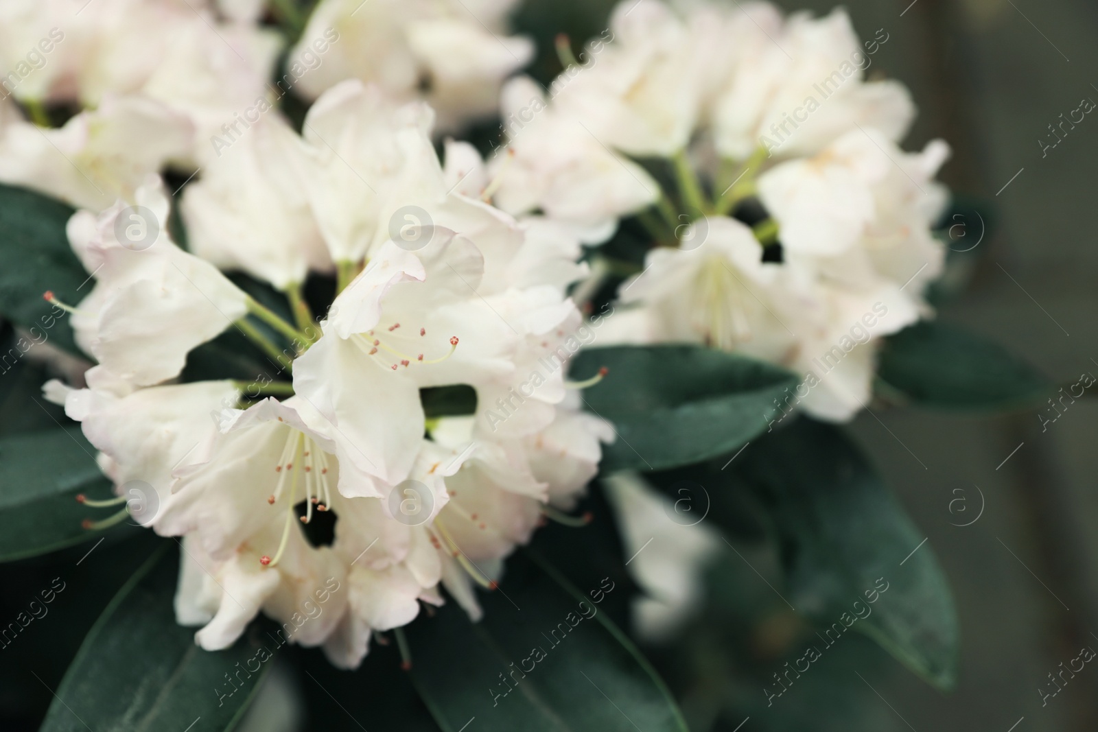 Photo of Beautiful tiny tropical flowers in botanical garden, closeup. Space for text