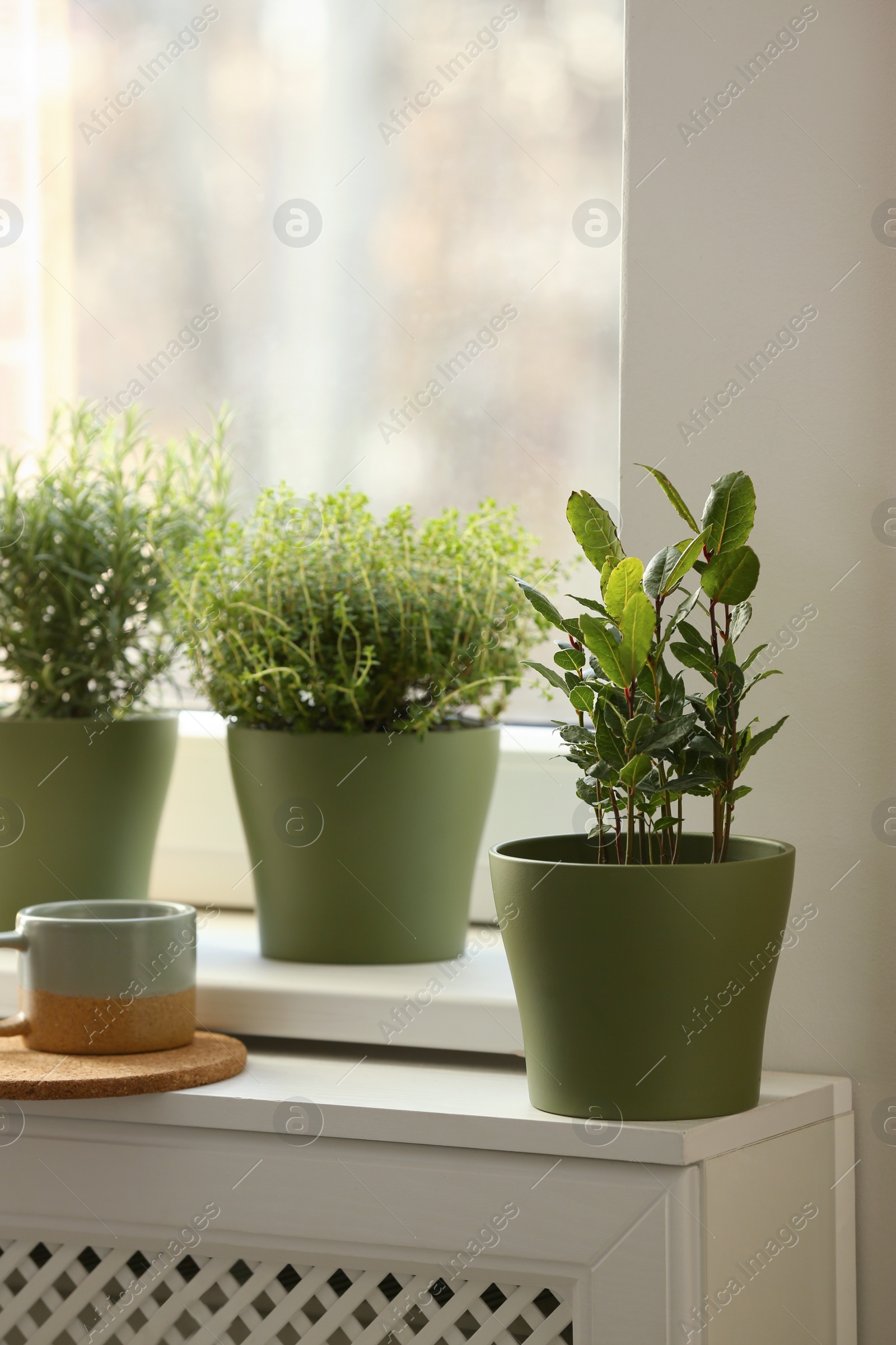 Photo of Different aromatic potted herbs on windowsill indoors