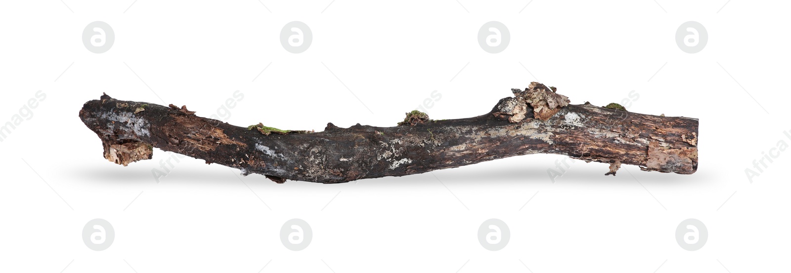 Photo of Old dry tree branch isolated on white