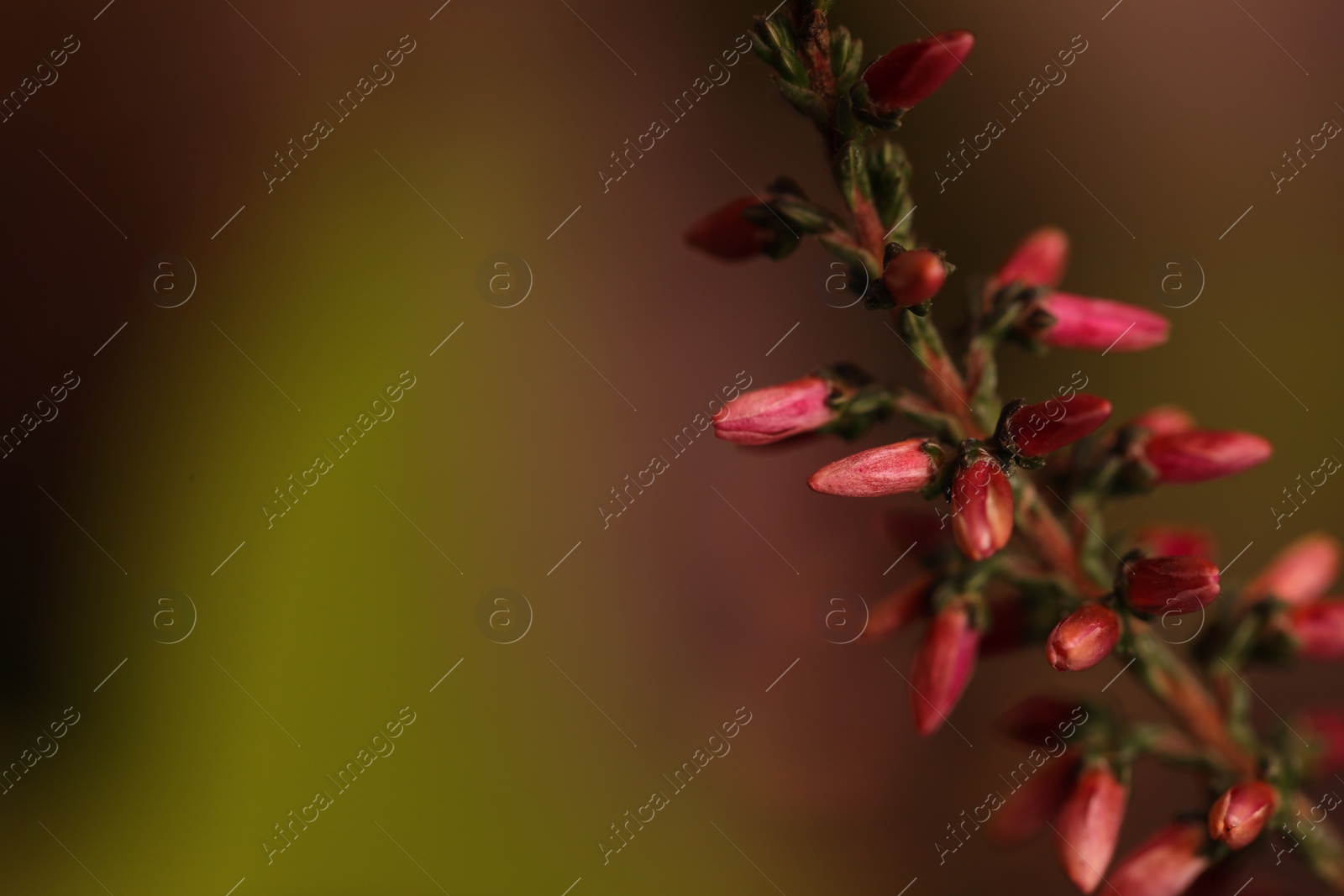 Photo of Heather twig with beautiful flowers on blurred background, closeup. Space for text