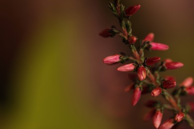 Photo of Heather twig with beautiful flowers on blurred background, closeup. Space for text